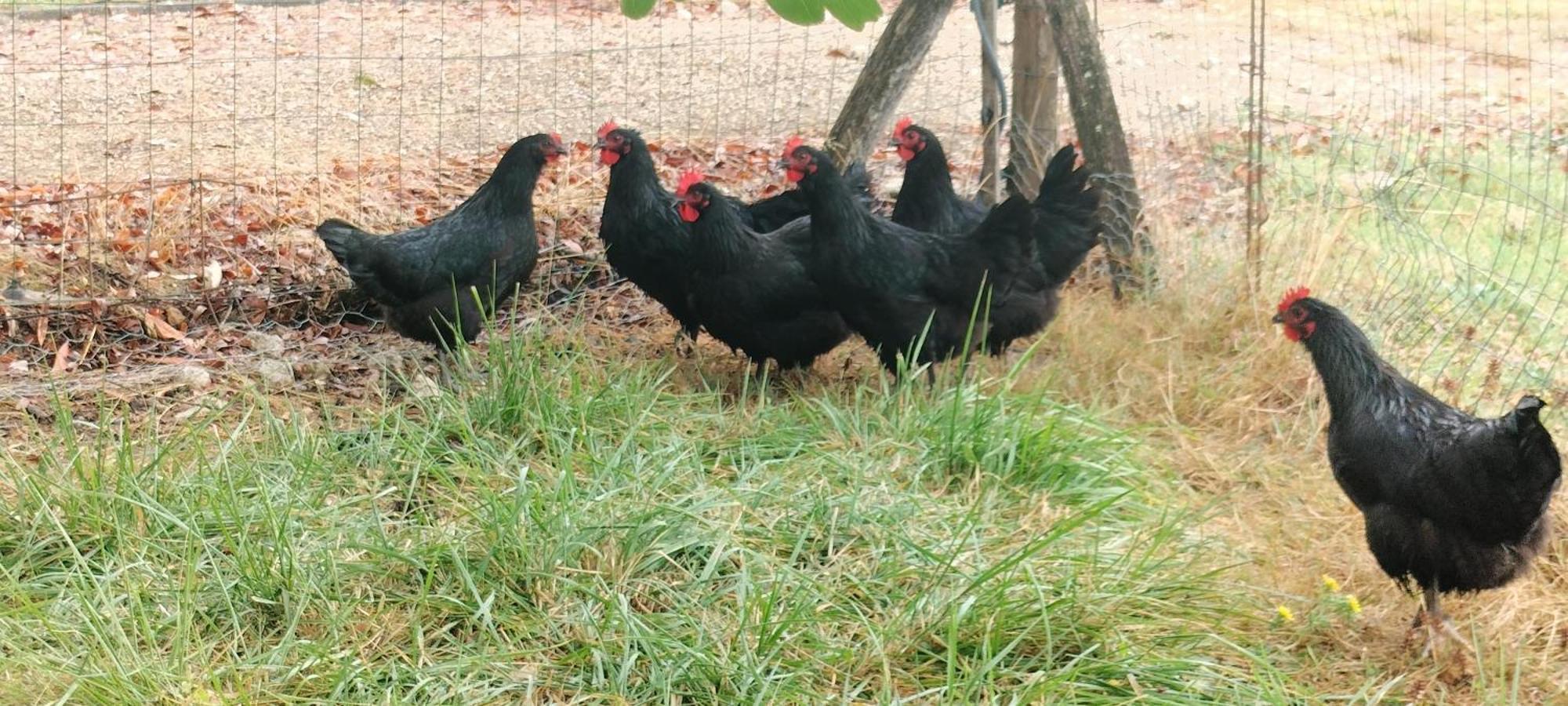 Gite "La Grange Aux Oiseaux" Domaine De Fonpeyroune Conne-de-Labarde Luaran gambar